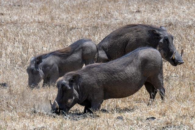 Arusha-Nationalpark