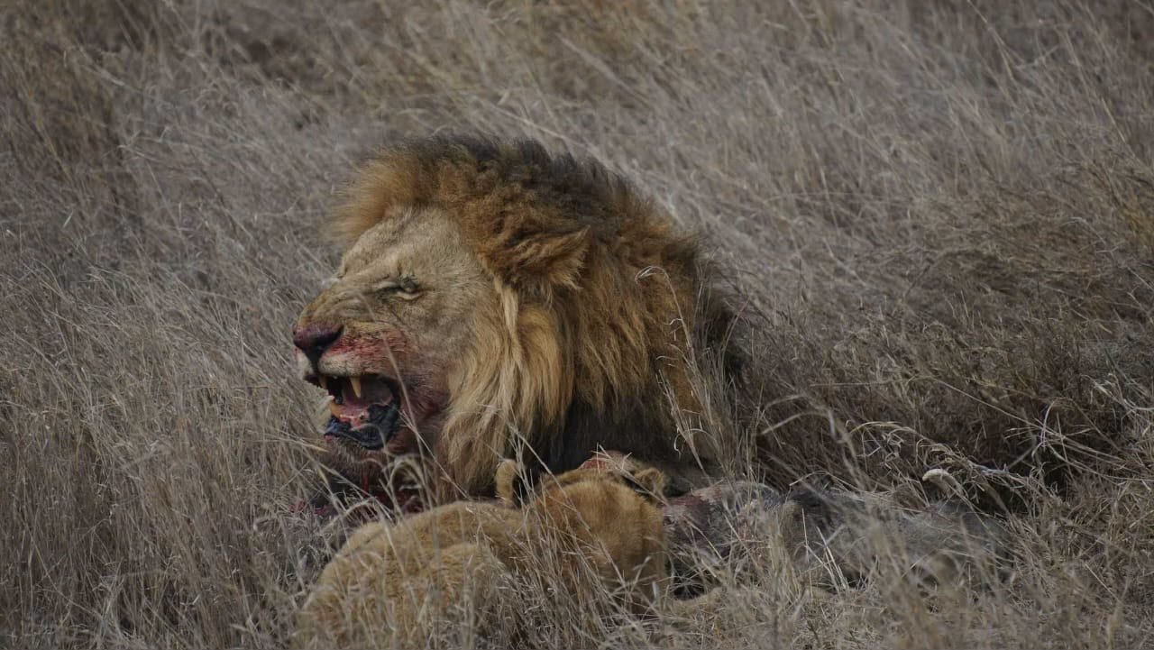 Lake-Manyara-Nationalpark