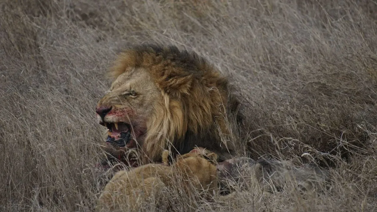 Lake-Manyara-Nationalpark