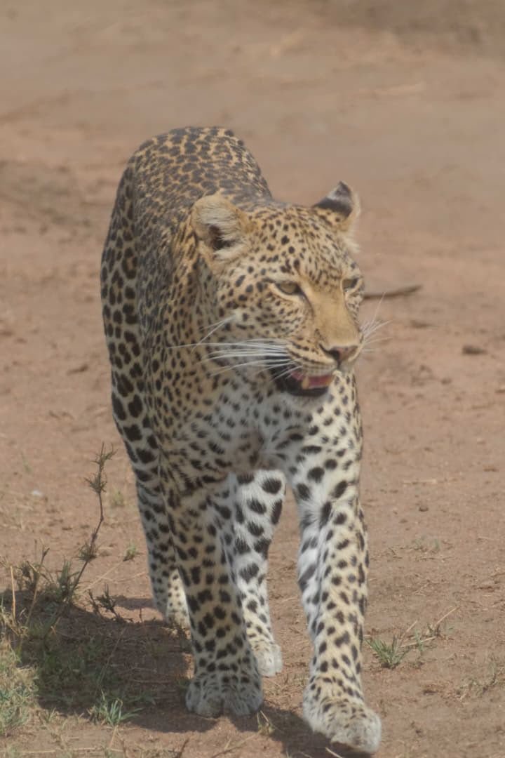 7 Tage Bestes Tansania Safari Abenteuer
