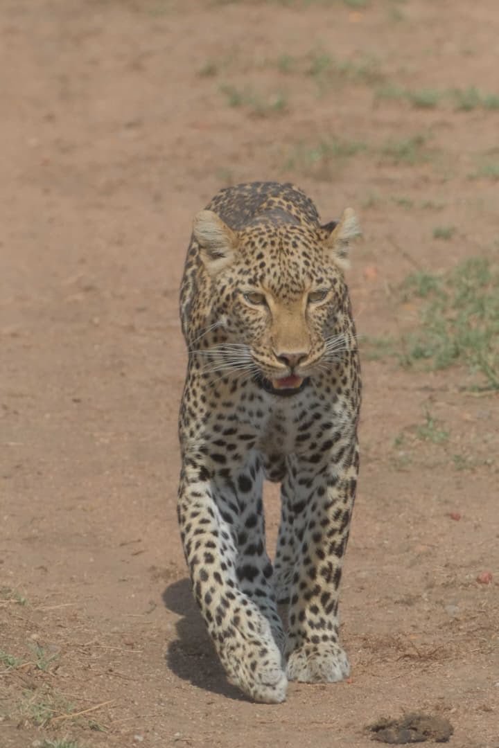 Lake-Manyara-Nationalpark