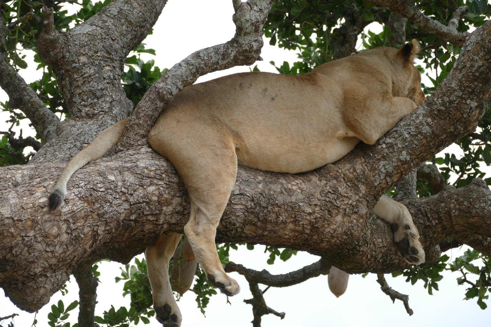 Lake-Manyara-Nationalpark