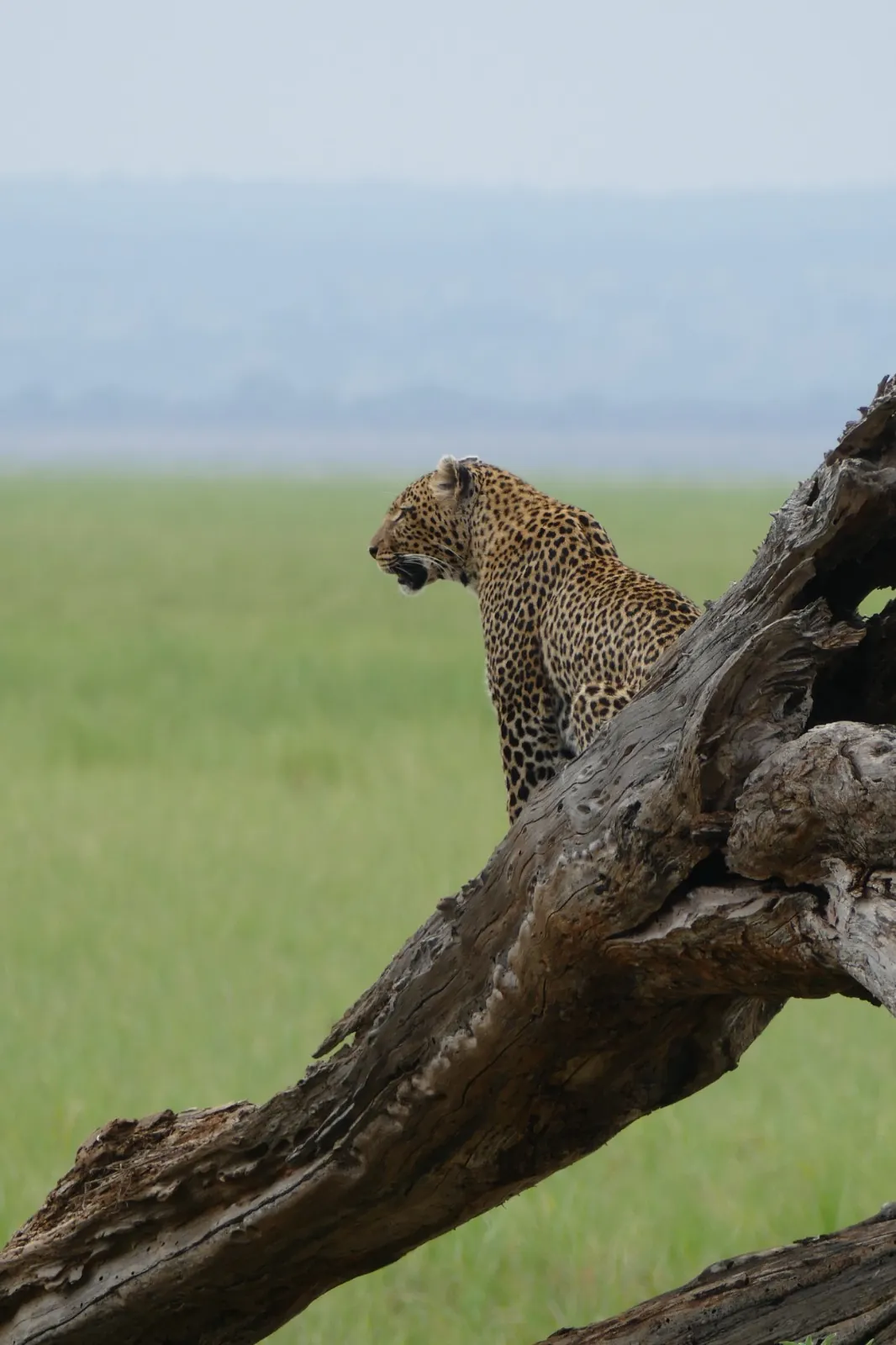Ngorongoro-Krater