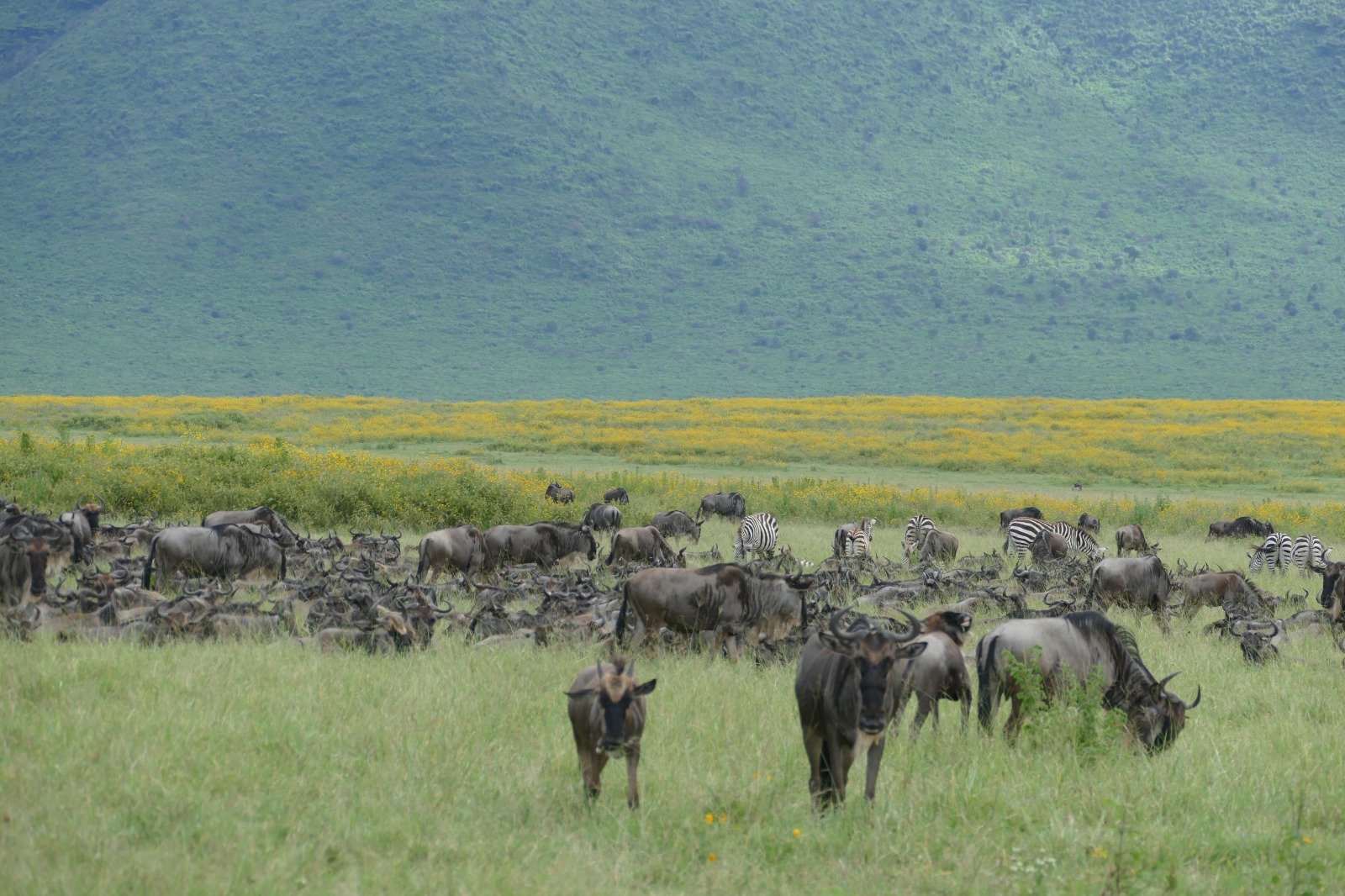 Serengeti Safari