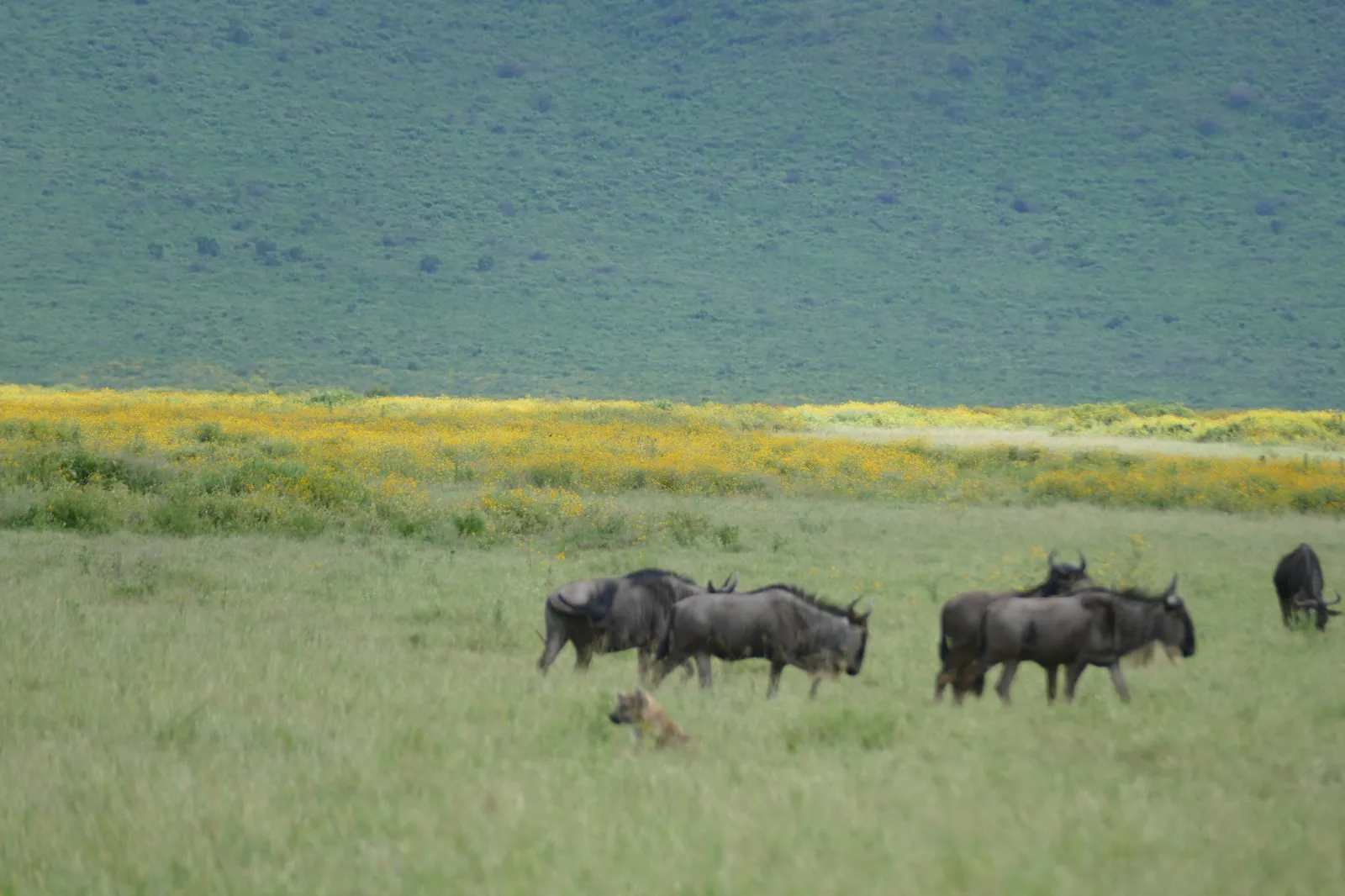 Ngorongoro-Krater