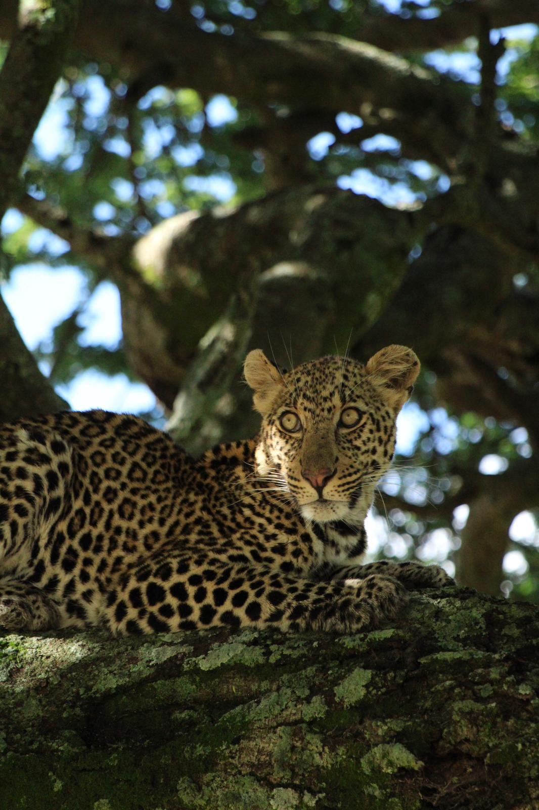 4-Tägige Kultur- Und Wildtiersafari