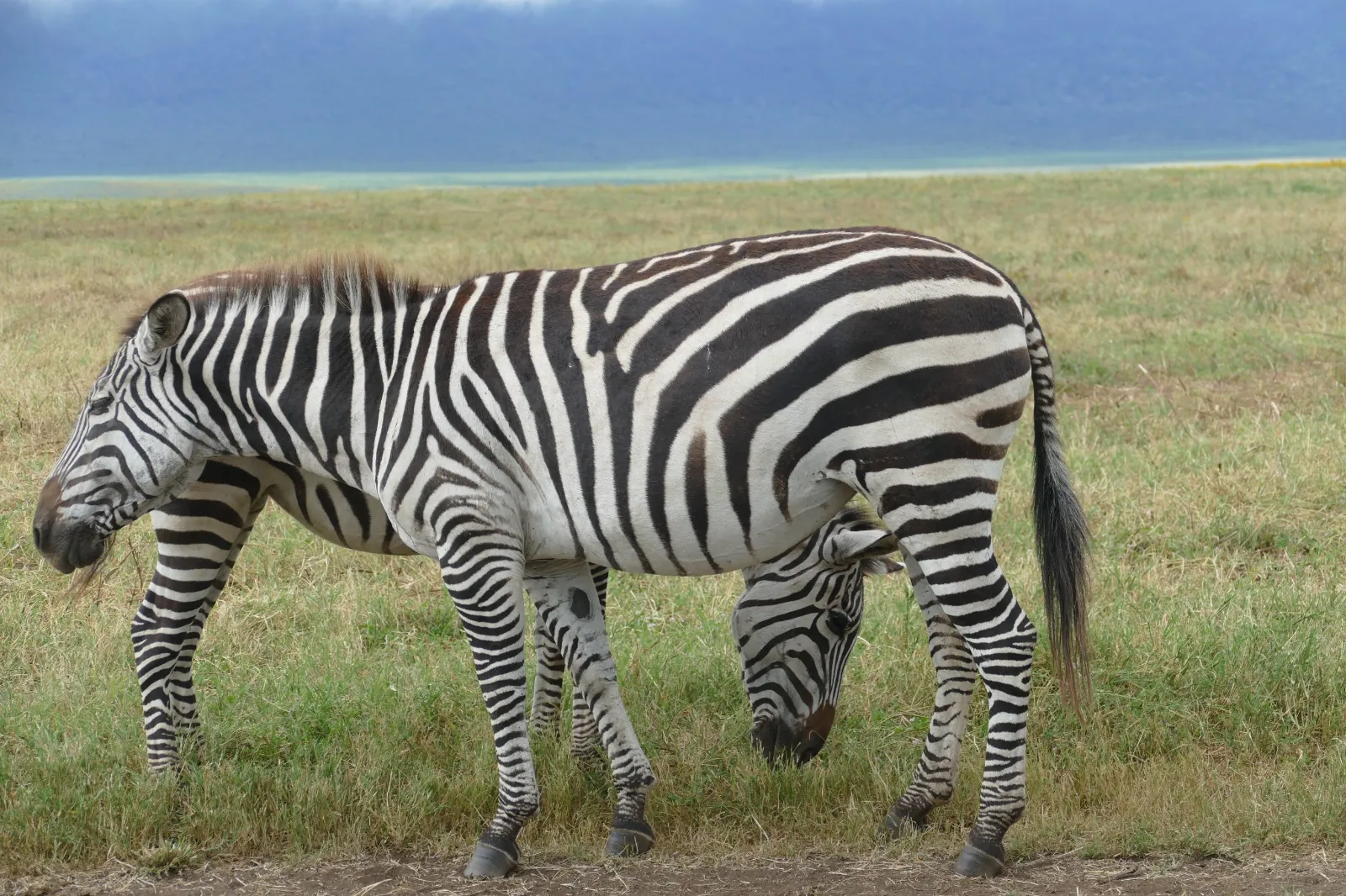 Ngorongoro-Krater