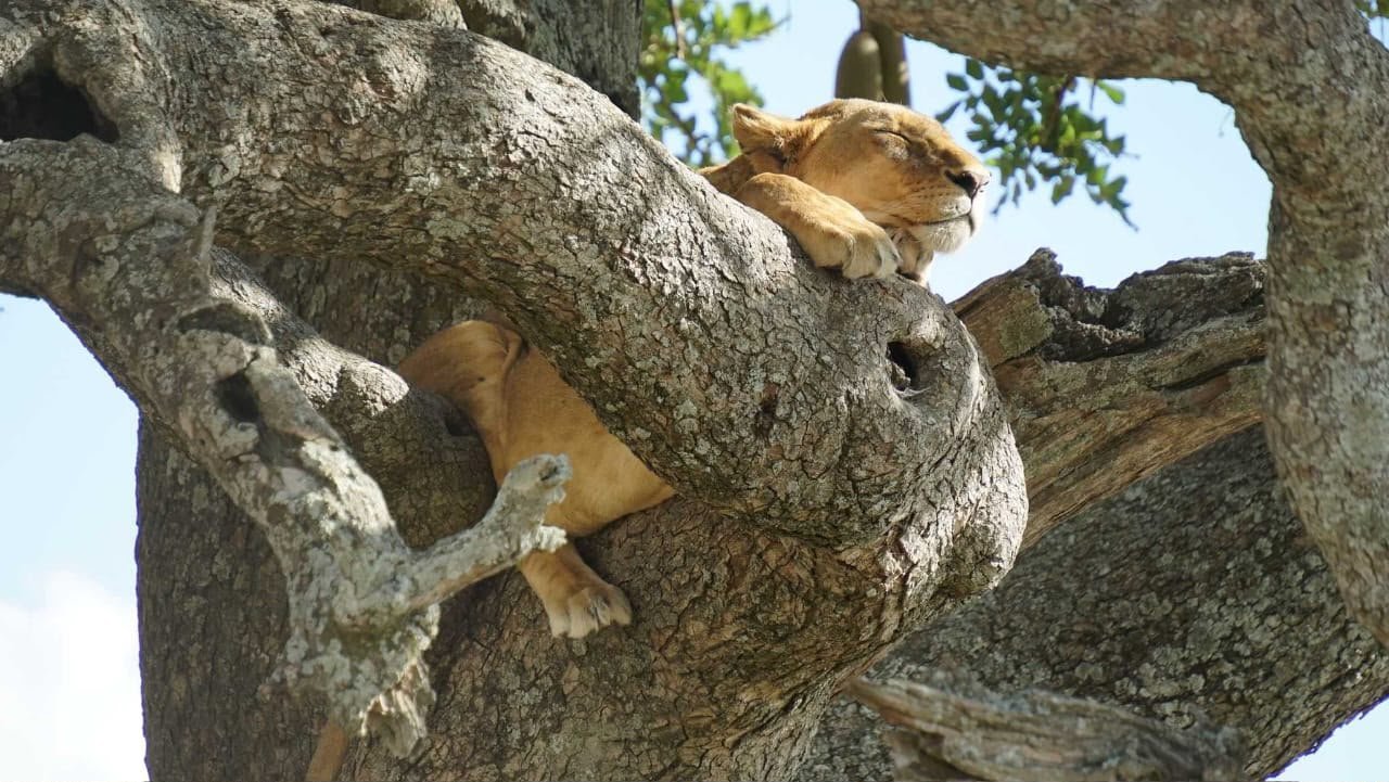 1-Tages-Safari im Nyerere (Selous)-Nationalpark
