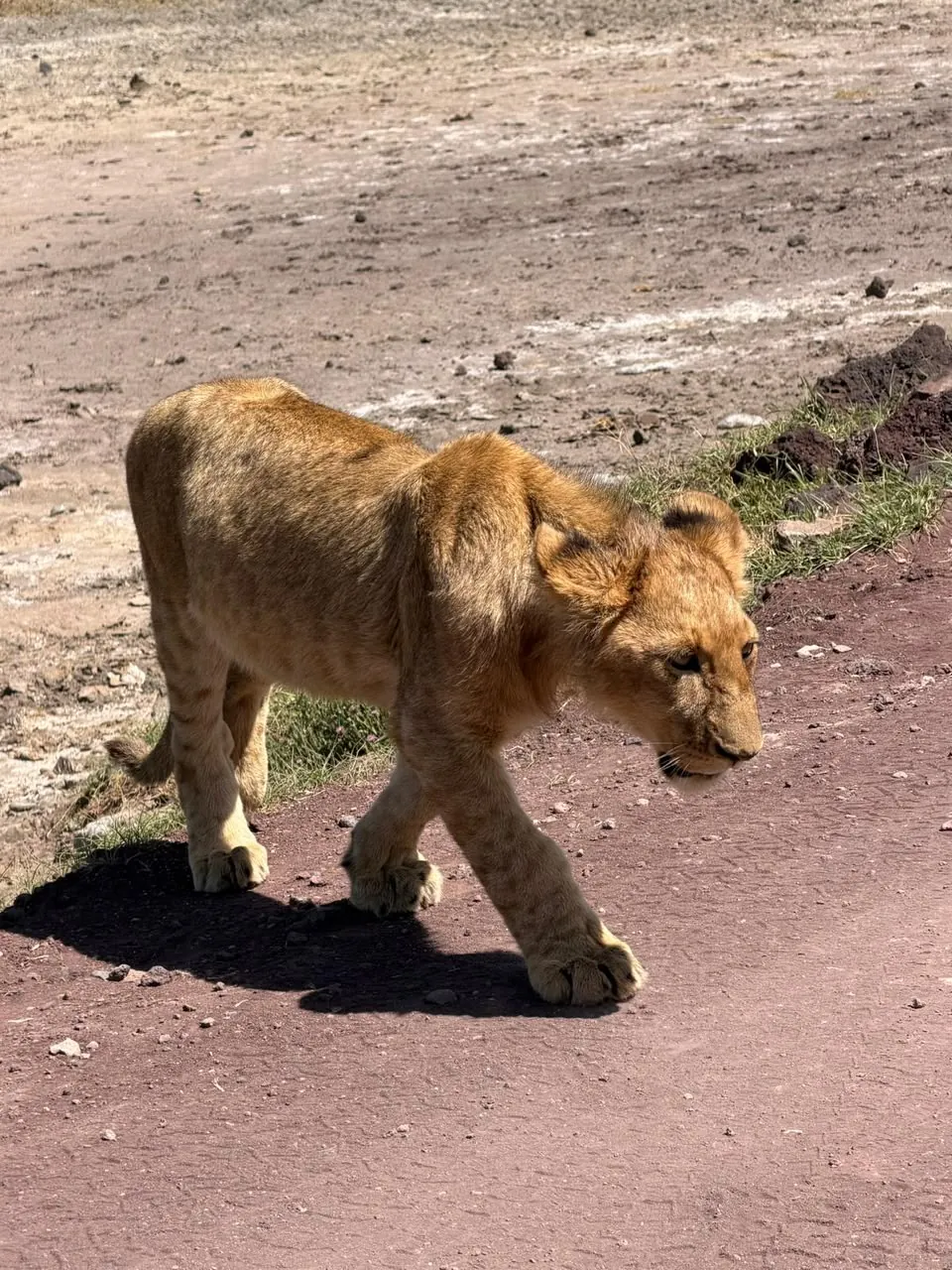 Serengeti-Nationalpark