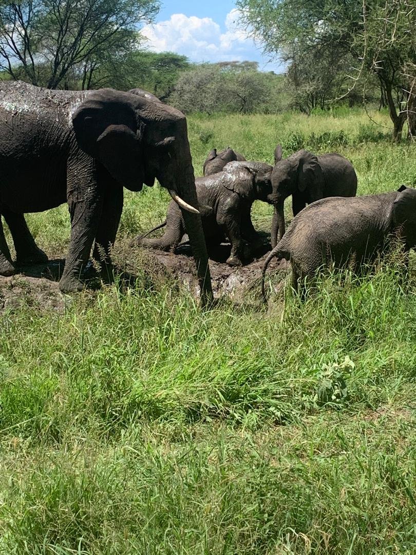 Tarangire-Nationalpark