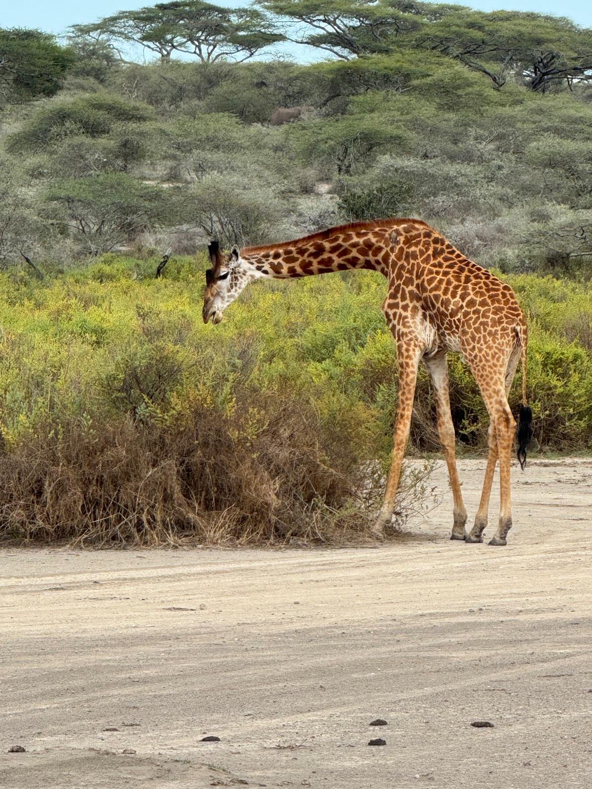 7 Tage Familien-Safari Tour Tansania