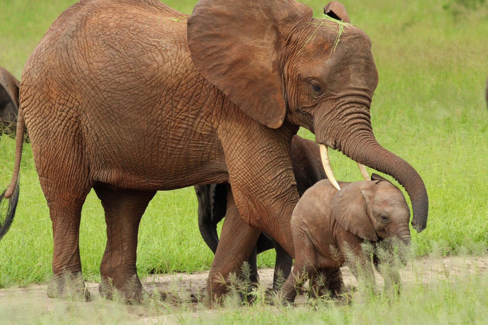 Tarangire-Nationalpark
