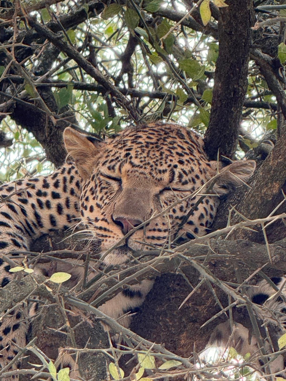 7 Tage Tansania Luxus-Safari Tour